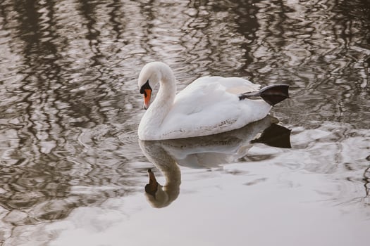 white swan bird floating on dark water photo