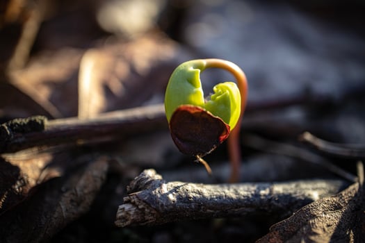 New born green maple sprout from the seed with the shell in spring on dry brown leaves background in bright sunset bokeh photography photo