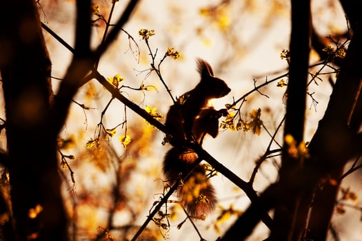 Red Squirrel, Sciurus vulgaris, Sciuridae photo
