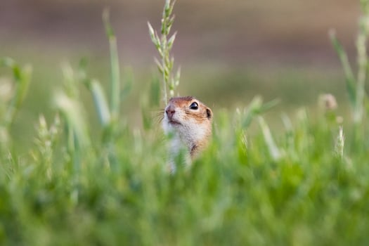 European ground squirrel photo