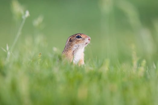 European ground squirrel photo