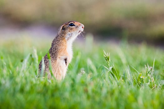 European ground squirrel photo