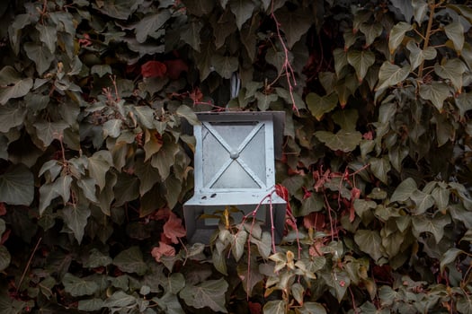 Hedge fence with lantern outside of building facade. Wall covered with ivy plant. Front view photography with autumn background. photo