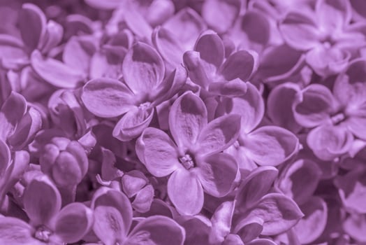 close up of lilac blossoming at spring photo