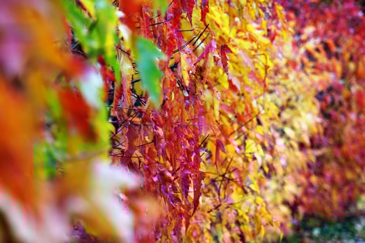 Autumn foliage in the fall park, colorful hedge grow photo