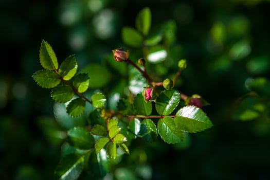 Leaves and unopened rose buds on rosebush before flowering photo