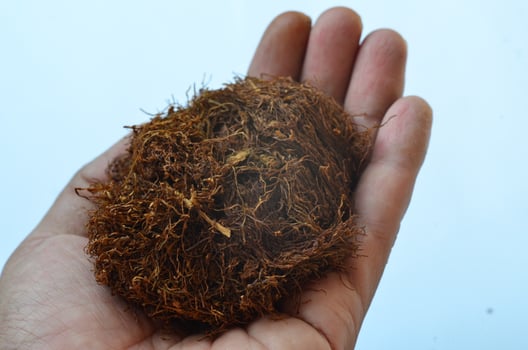 Indonesian tobacco in the hands of adults, isolated at white backgroun photo