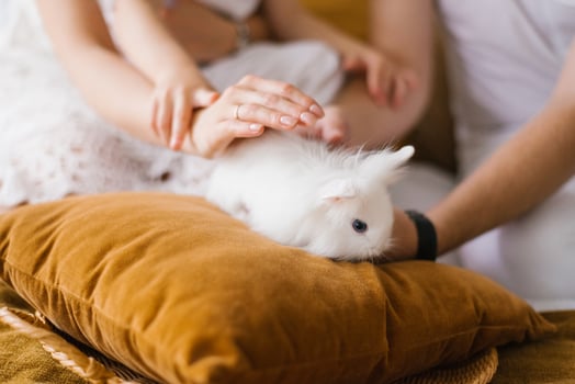 Family with a small child watching a white rabbit. Close-up of hands photo