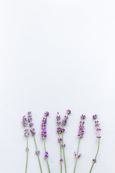 Lavender sprigs on craft textured paper with space for text on top. Floral background with selective focus. photo