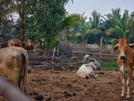 Cows farm in Thailand, southeast Asia. photo