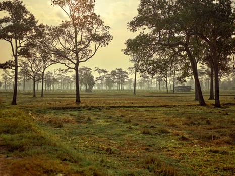 Beautiful rice field with and big tree landscape, photo