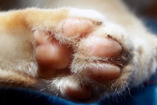the soles of the cat's paws covered in fur while sleeping photo