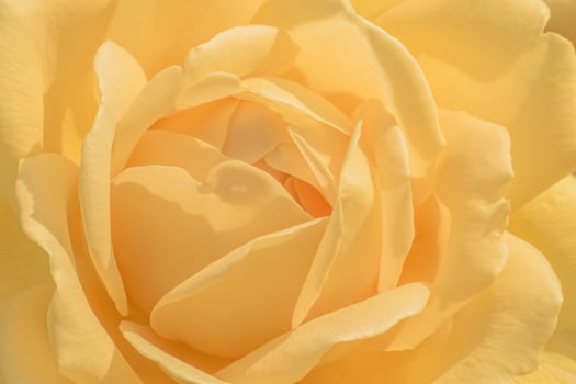 close up of yellow rose flower photo