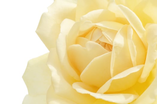 close up of yellow rose isolated on white background photo