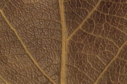 close up of dry dark brown leaf texture photo