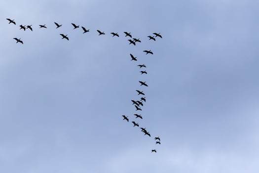 flock of great black cormorants flying in a cloudy sky photo