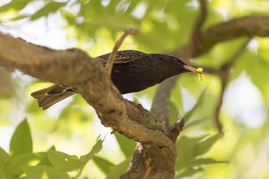 close up of starling with caterpillar  on branch of tree photo