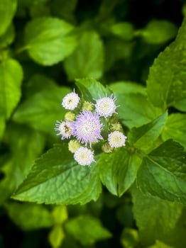 Beautiful white and purple flower photo