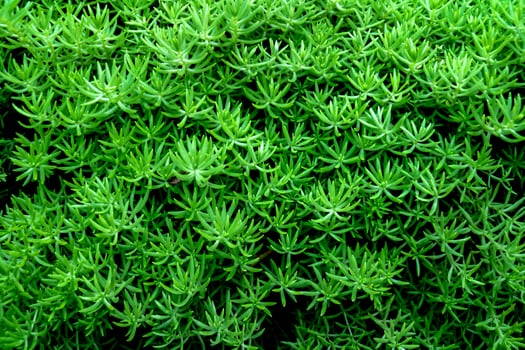 Green bloom closeup textured background. Photo for business financial marketing banking advertisement commercial layout printing brochure report presentation abstract cover