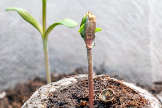 baby cannabis seedling sprout in jiffy peat pellet with drop of water clear on top close up photo