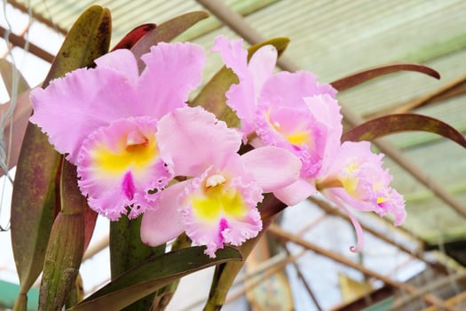 Big pink orchid flower at garden . photo