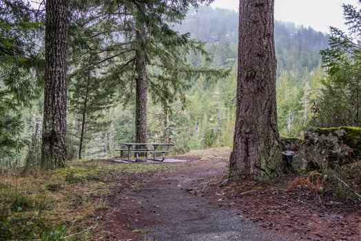 trail in the forest photo