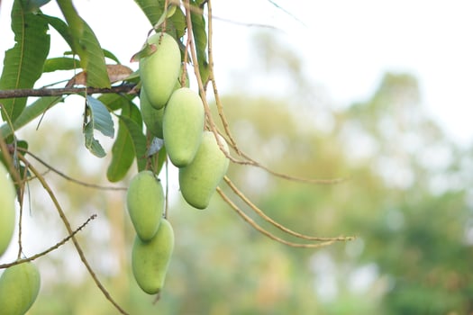 Mangoes on the tree in the garden photo