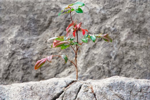 Plant growing in stone, small tree sprouts through rock photo