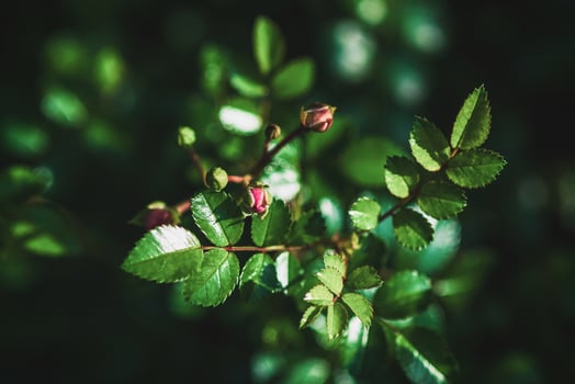 Leaves and rose buds on rosebush in spring garden photo