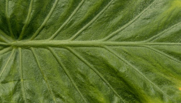 Close up of Green leaf texture photo