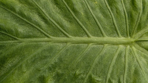 Close up of Green leaf texture photo