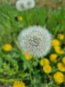 A beautiful dandelions flowers outdoors photo