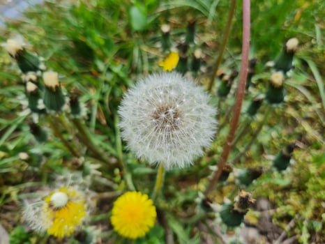 A beautiful dandelions flowers outdoors photo