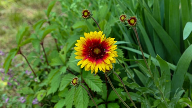 A beautiful daysies flowers outdoors photo