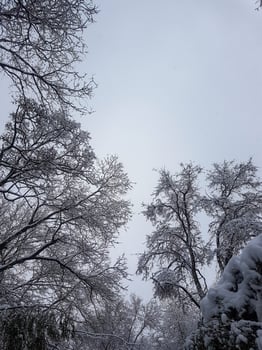 Winter in the park landscape background photo