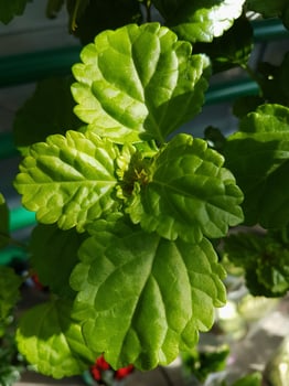 Home plants growing in the greenhouse close up photo