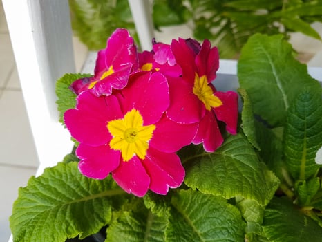 Beautiful Primrose flower in the greenhouse close-up Primulaceae plant photo