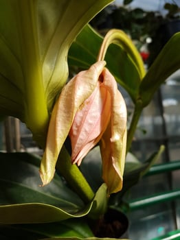 Beautiful Medinilla flower in the greenhouse close-up photo