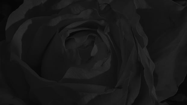 A beautiful rose flowers outdoors Roses in the garden Nature background photo