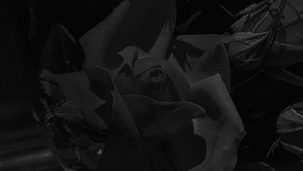 A beautiful rose flowers outdoors Roses in the garden Nature background photo