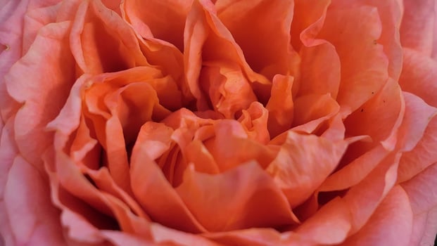 A beautiful rose flowers outdoors Roses in the garden Nature background photo