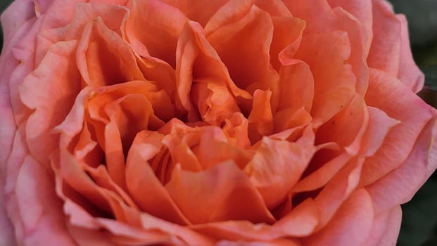 A beautiful rose flowers outdoors Roses in the garden Nature background photo