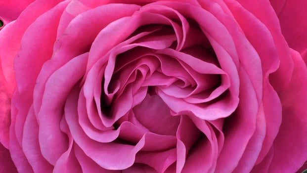 A beautiful rose flowers outdoors Roses in the garden Nature background photo
