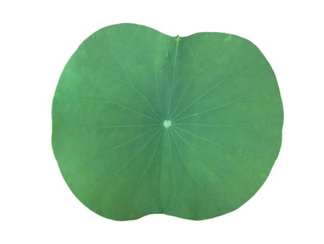 Isolated waterlily or lotus plant with clipping paths. photo