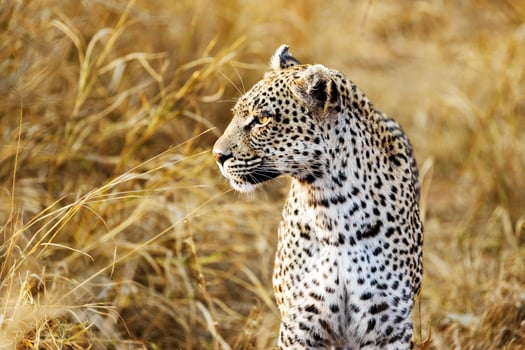 Beautiful Tiger in Africa Forest photo
