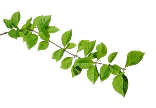 Fresh green leaves branch isolated on white background. photo