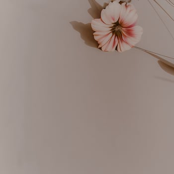 Pink flower on beige background. Simple minimalistic composition photo