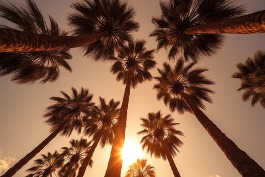 Palm tree silhouettes against sunset sky. photo