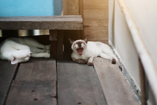 Kitten White cat and siamese cat sleeping on the floor photo
