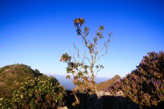 Sunrise in morning with tree on the rock of mountain. Sunray with Fog and mist cover the jungle hill in Thailand photo